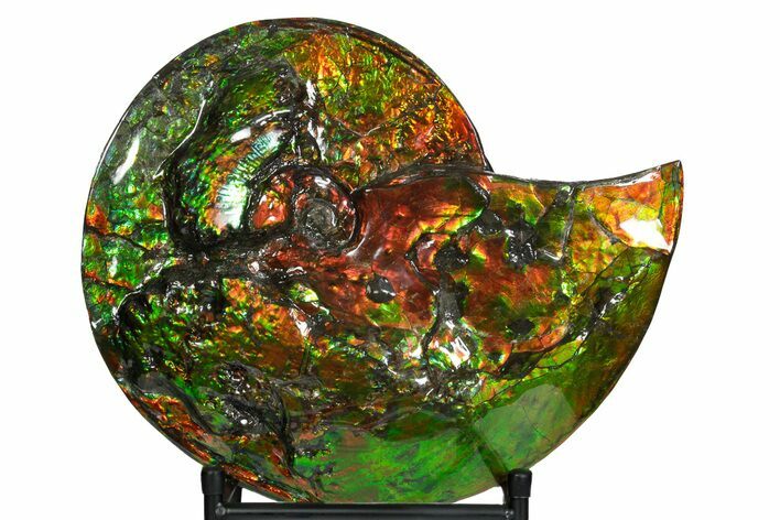 Ammonite Fossil with Mosasaur Bite Marks - Precious Ammolite! #350337
